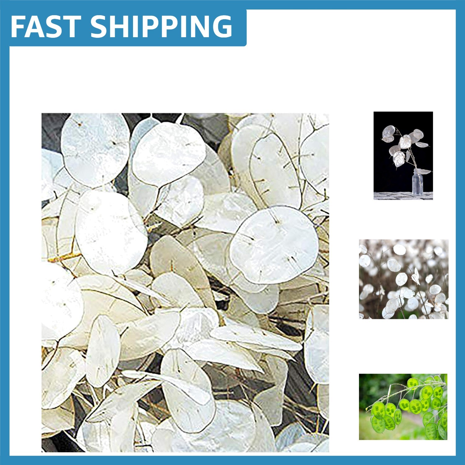 150 Seeds of Lunaria Money Plant – Attractive, Non-GMO & Pollinator Friendly
