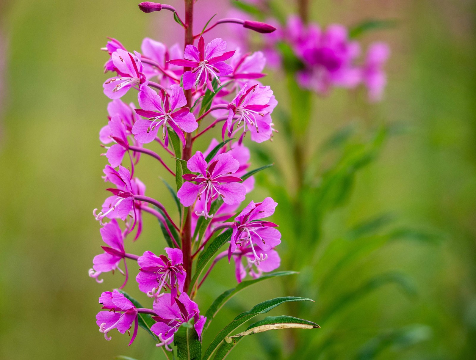 300 FIREWEED / ROSEBAY (Great Willowherb) Epilobium Angustifolium Flower Seeds