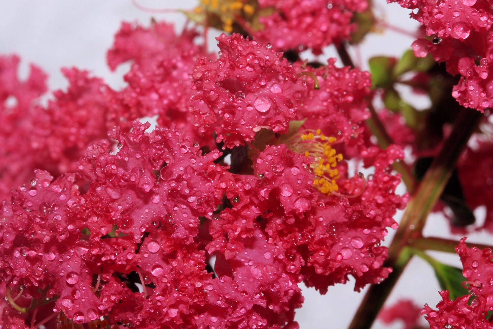 35 DARK PINK CREPE CRAPE MYRTLE Lagerstroemia Indica Bush Tree Flower Seeds