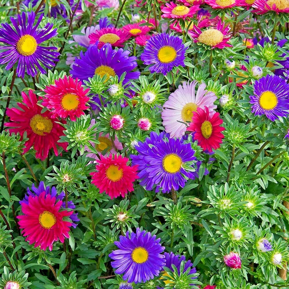 301+GIANT CALIFORNIA CHINA ASTER Mix Seeds Cut Flowers Summer Garden Container