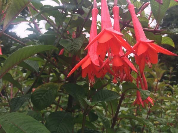 Fuchsia Fanfare | Fanfare Fuchsia | 50 Seeds
