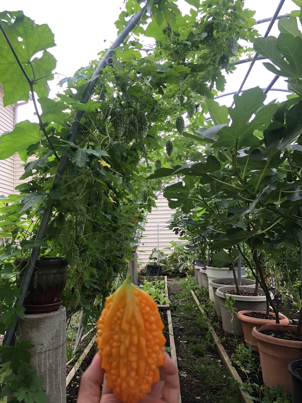 Bitter Melon, Gold Bell , Sweet Bitter Gourd (50 Seeds)