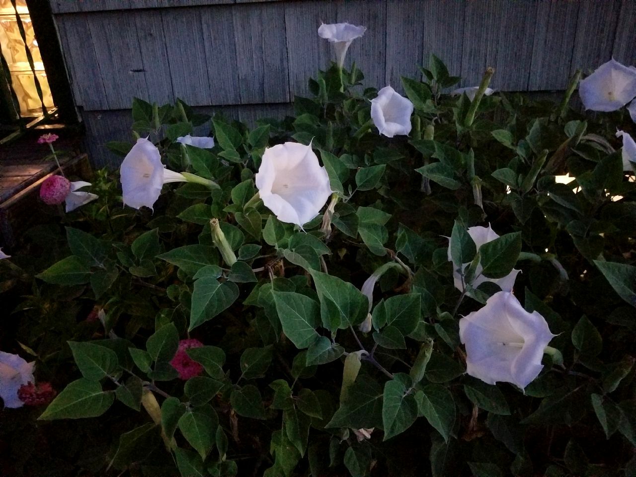 USA Datura inoxia Moon flowers Parent plant is 63 years old. 75+ fresh seeds