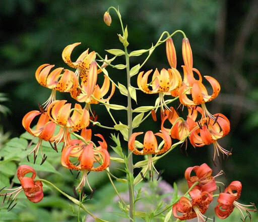 5 Turk’s-cap lily Lilium superbum Bulb/tuber Woodland Wildflower ~Native Hardy~