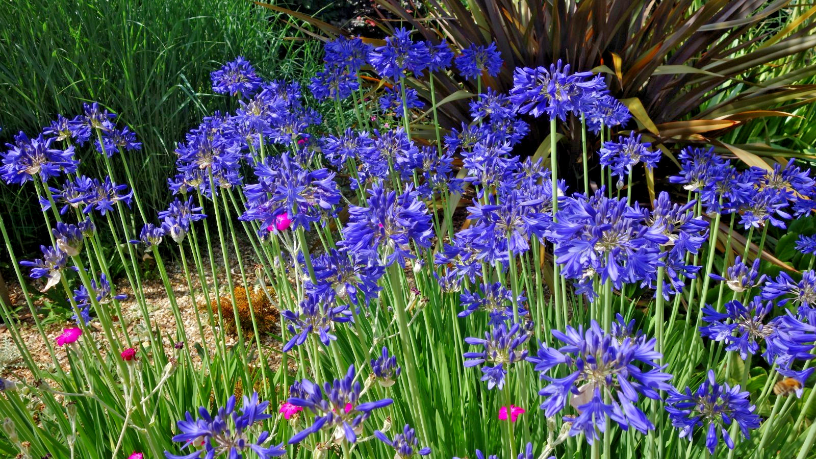 blue Lily of the Nile 100 seeds. Agapanthus. EZ to grow, hardy too zone 7. USA.
