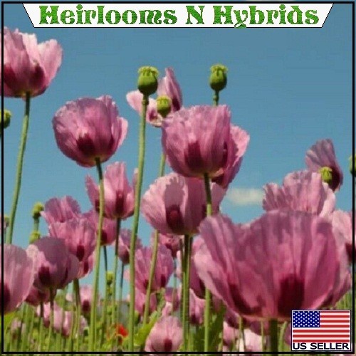 10,000 Stratified Turkish P Somniferum Organic Hashas Poppy Seeds For Planting