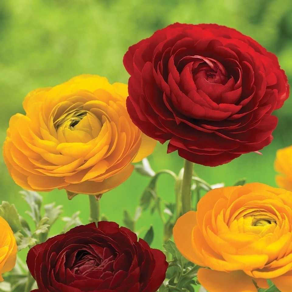 Ranunculus Flower Bulbs Quality 15 Red Corms Peony Rose Wedding Bouquet Flowers