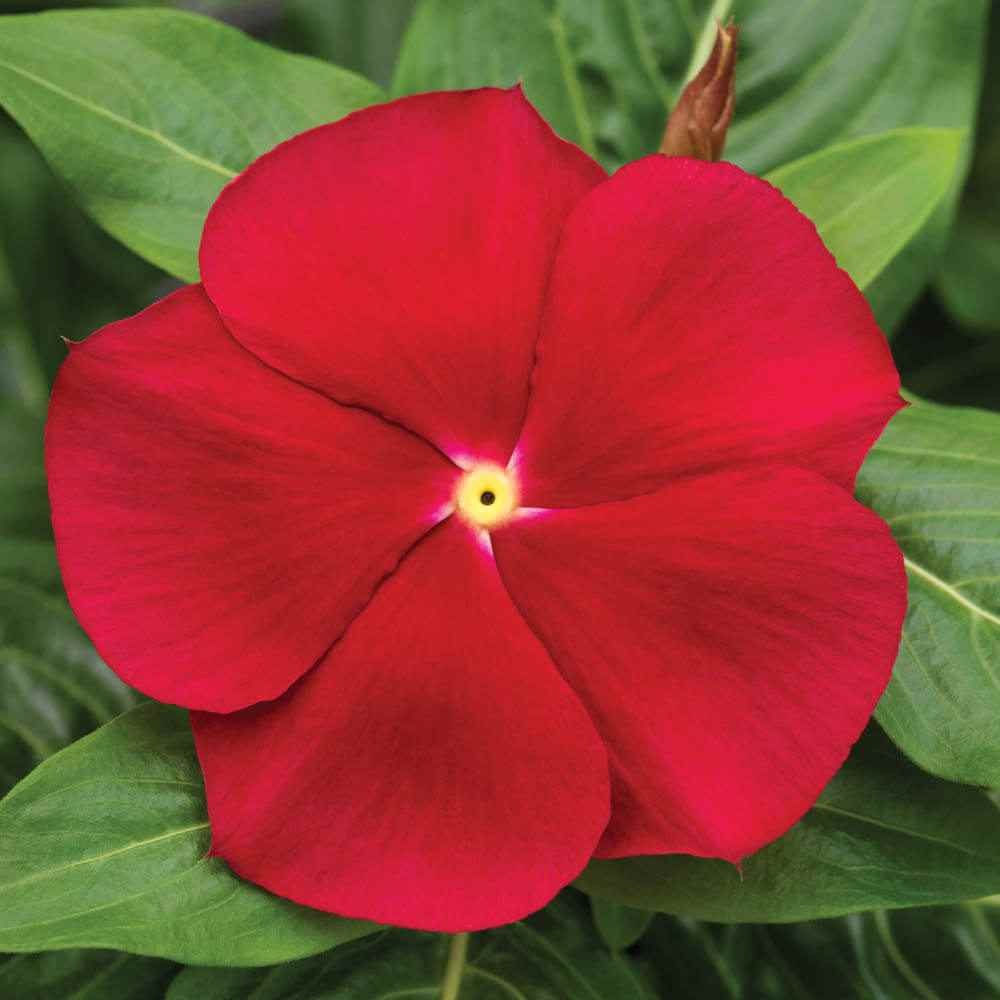25 Seeds Drought Tolerant Upright Red Vinca Flower Seeds For Containers
