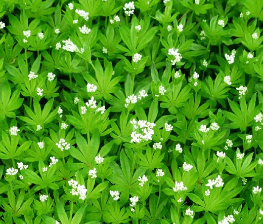 WOODRUFF SWEET Galium Odoratum – 10 Seeds