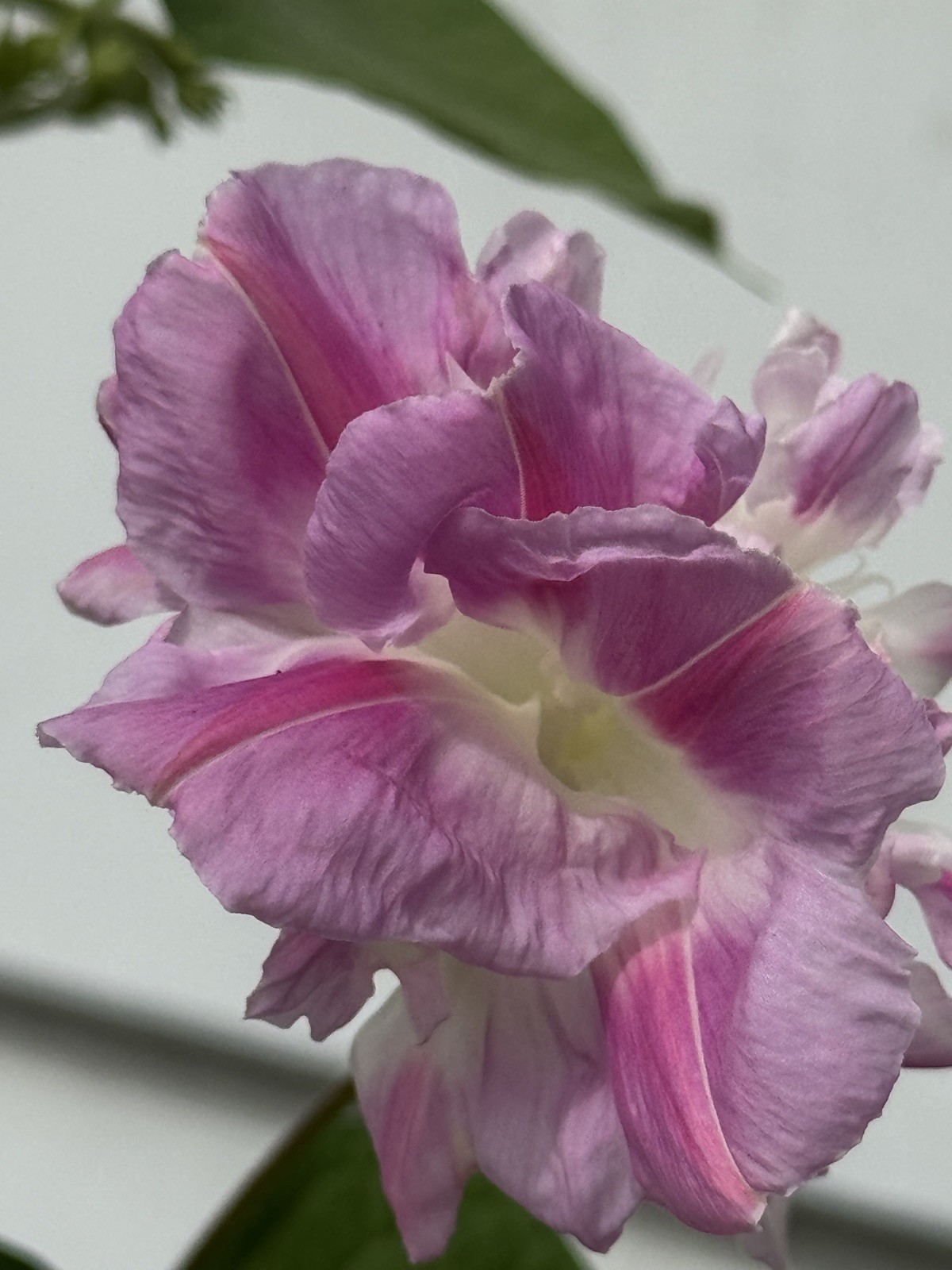 20 Pink Split Second Morning Glory Seeds Heirloom Cottage Garden Vine Double