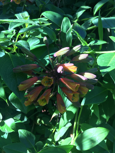 Bomarea sp. Orange | Orange Bomarea | 10 Seeds