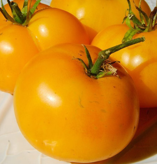 VR MOSCOW TOMATO SEEDS 20+ DETERMINATE vegetable GARDEN canning FREE SHIPPING