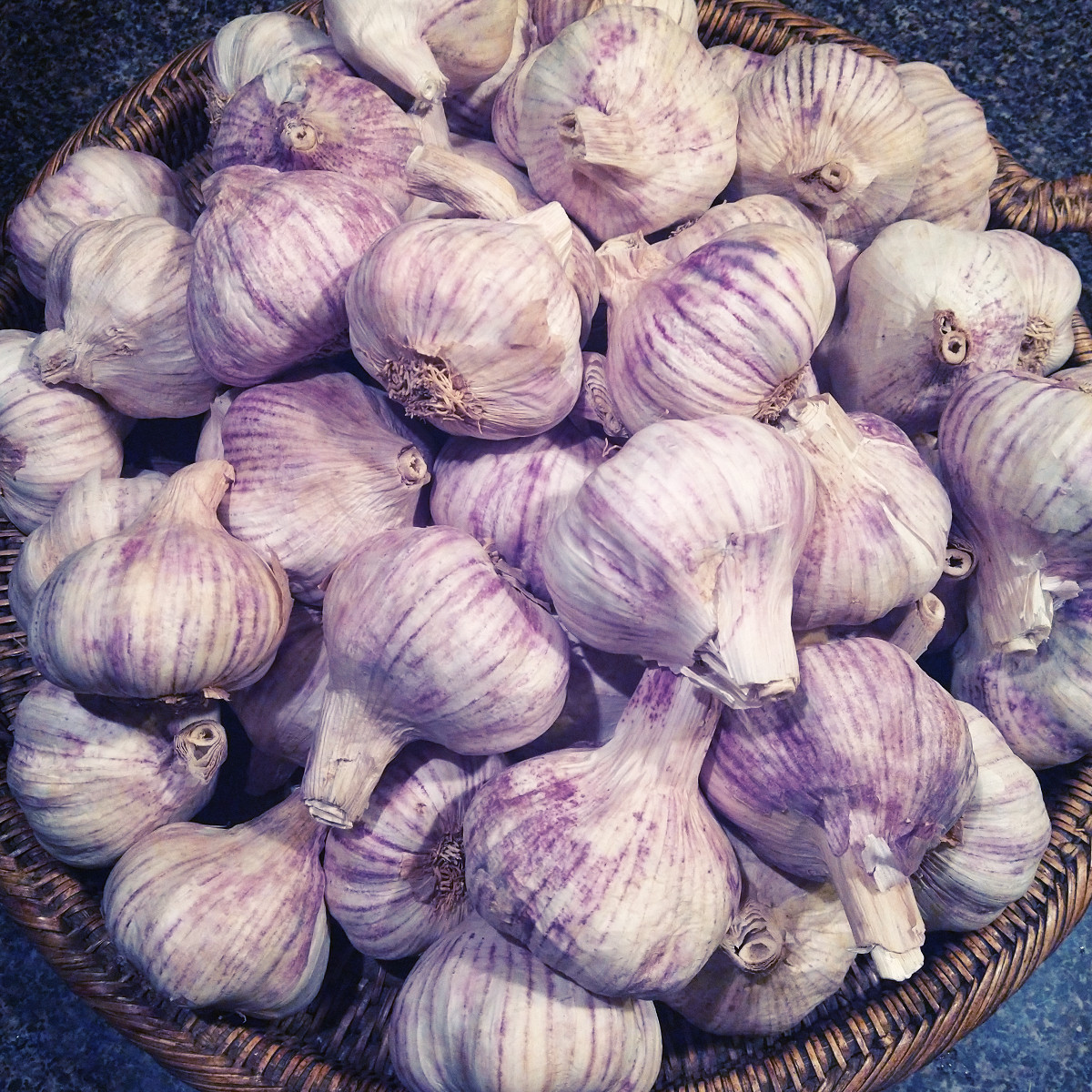 Garlic Bulbs Organic USA Spicy Purple Stripe Italian Choose 1/2 – 10 lbs Sizes
