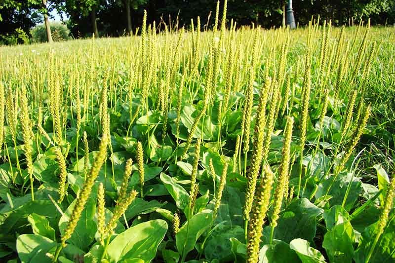5 Wild Broadleaf plantain live bare root Herbal Edible Medicinal Hardy Perennial