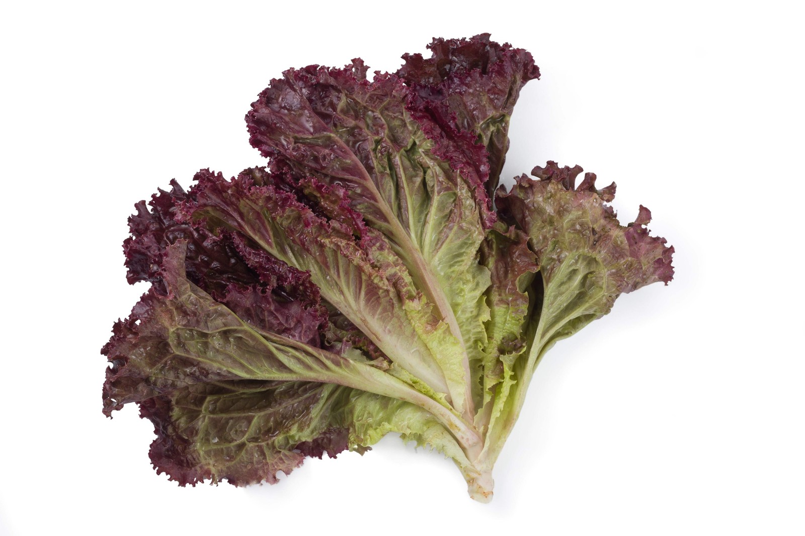 3000 RUBY LEAF LETTUCE Red Loose Leaf Heirloom Lactuca Sativa Vegetable Seeds
