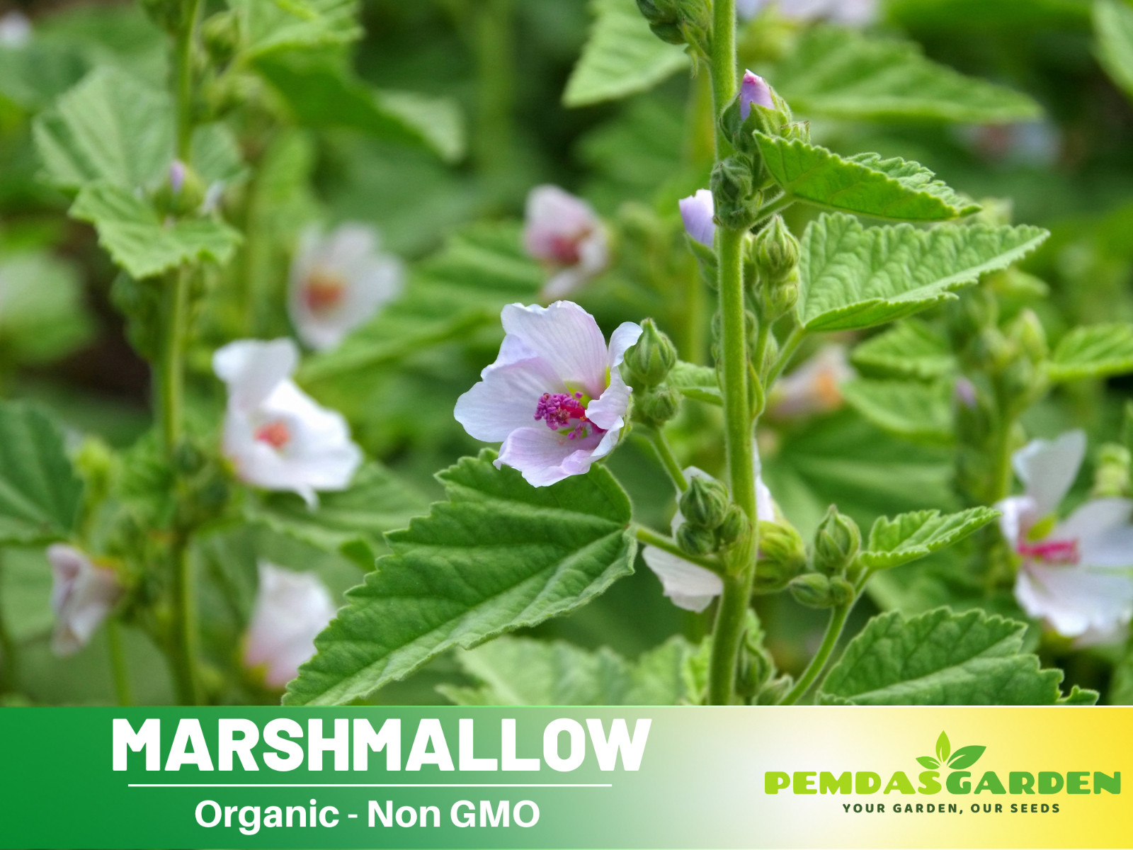 30 seeds| Marshmallow Flower Herb seeds #6002