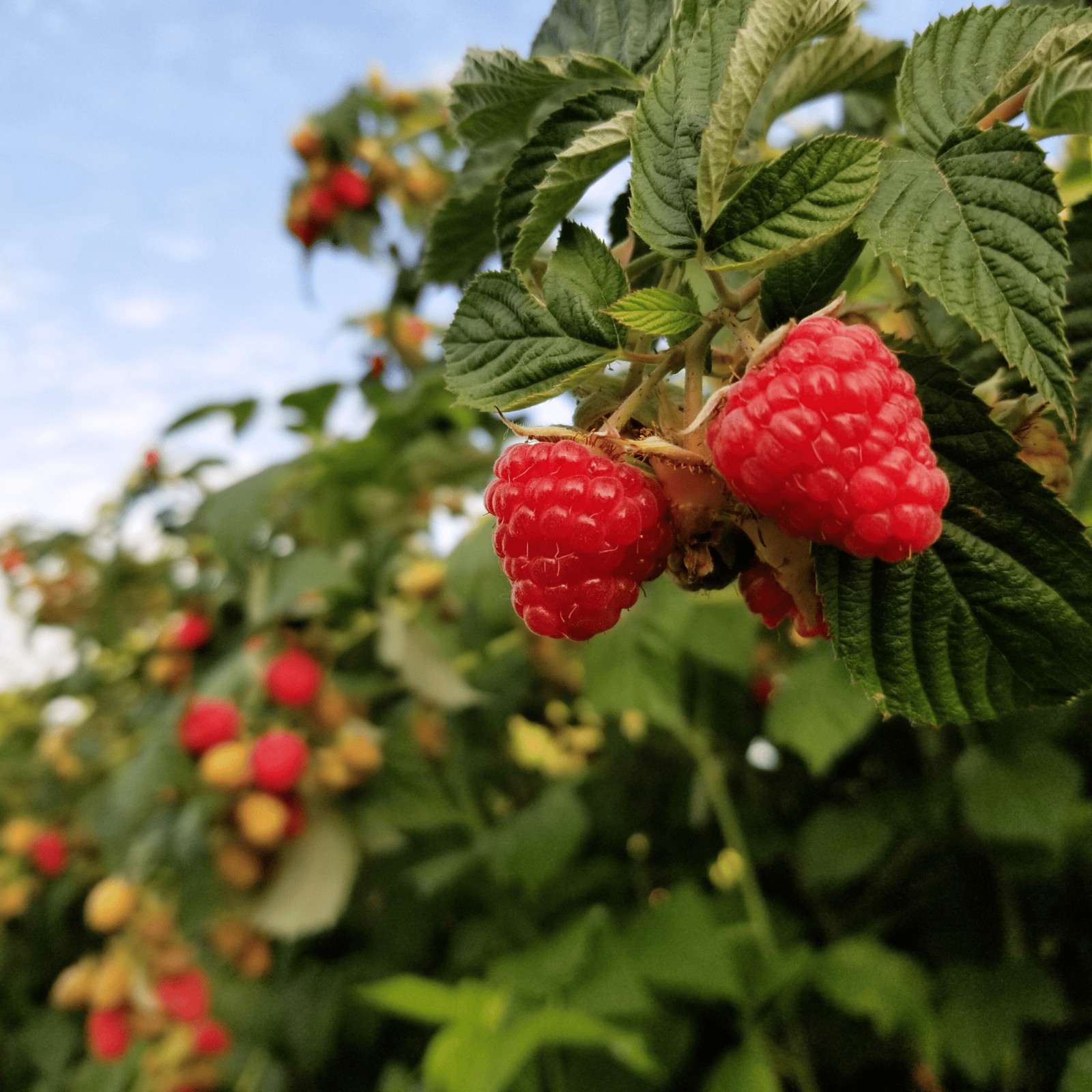 6 joan J Raspberry