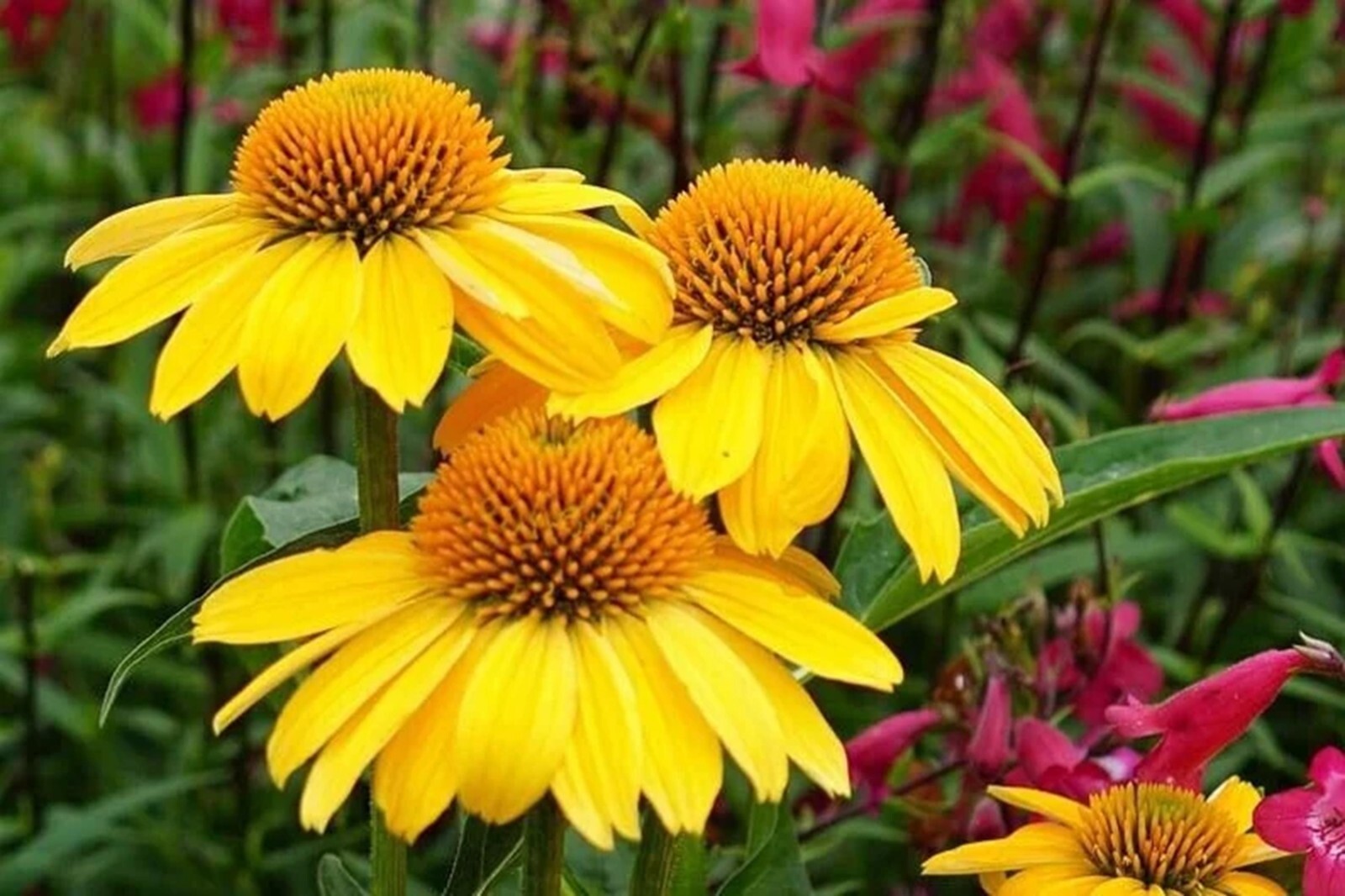 50 Granada Gold Coneflower Seeds Echinacea Perennial Flower Seed Flowers US SELL