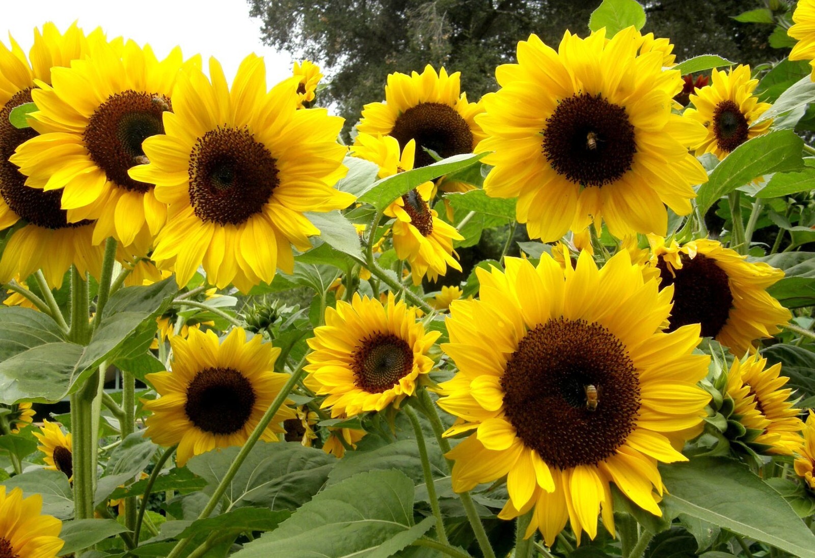 40 Sunflower seeds Yellow Multi Flowered 6 ft tall flower centers 6- 8 inches