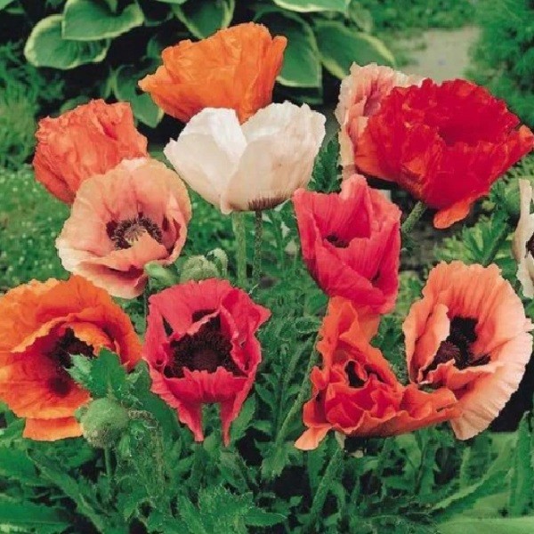 5,000+ Mixed Oriental Poppy Seeds Premium Perennial Giant Crepe-Paper Blossoms
