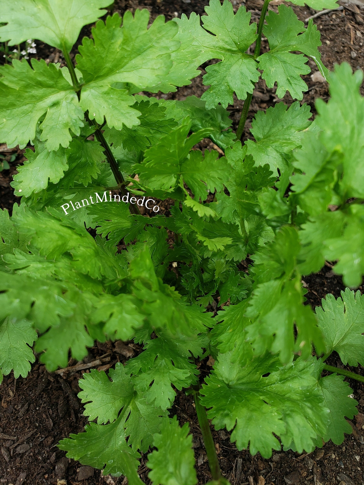 CILANTRO | Culinary Herb | Coriandrum sativum | Great Taste! | 50+ SEEDS