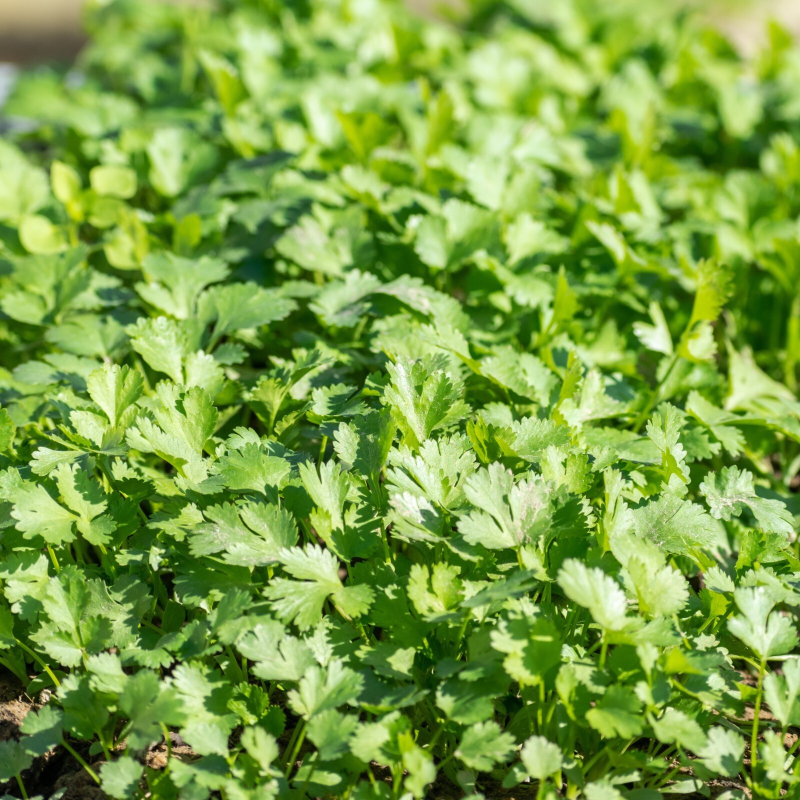 Cilantro Seeds, Coriander, Non-GMO, Fast Growing, Aromatic Herb, Free Shipping