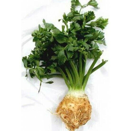 SCARBOROUGH SEEDS Celery Root (Celeriac) 500 Seeds Non GMO Garden Seeds
