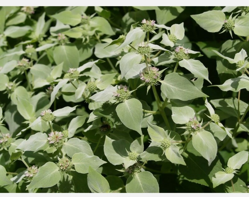 MOUNTAIN MINT * 20+ SEEDS * RARE * HERB * MEDICINAL * AROMA *