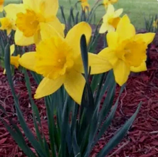 DAFFODILS 12 Dutch Master Bulbs