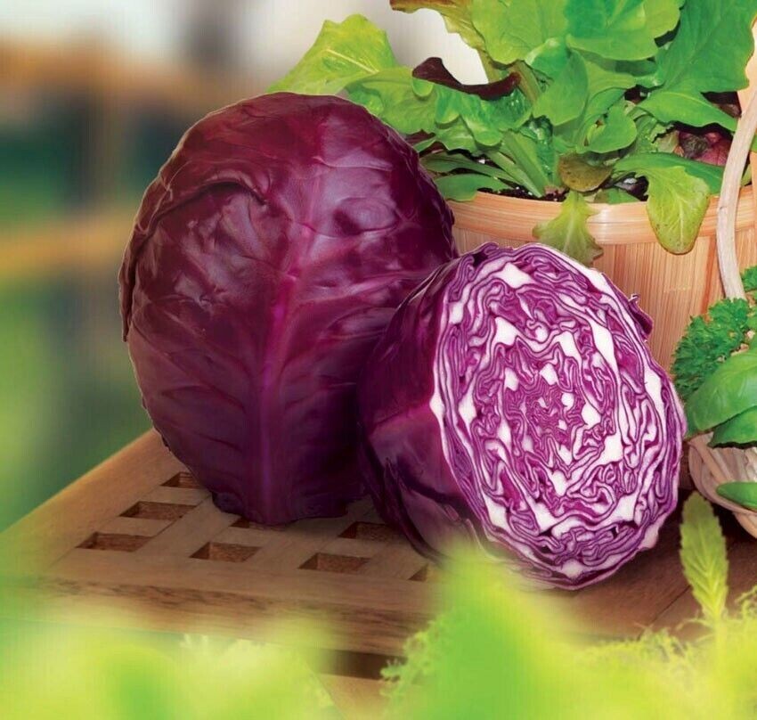 400+ Red Acre Cabbage Seeds — Heirloom –Organic — NON GMO