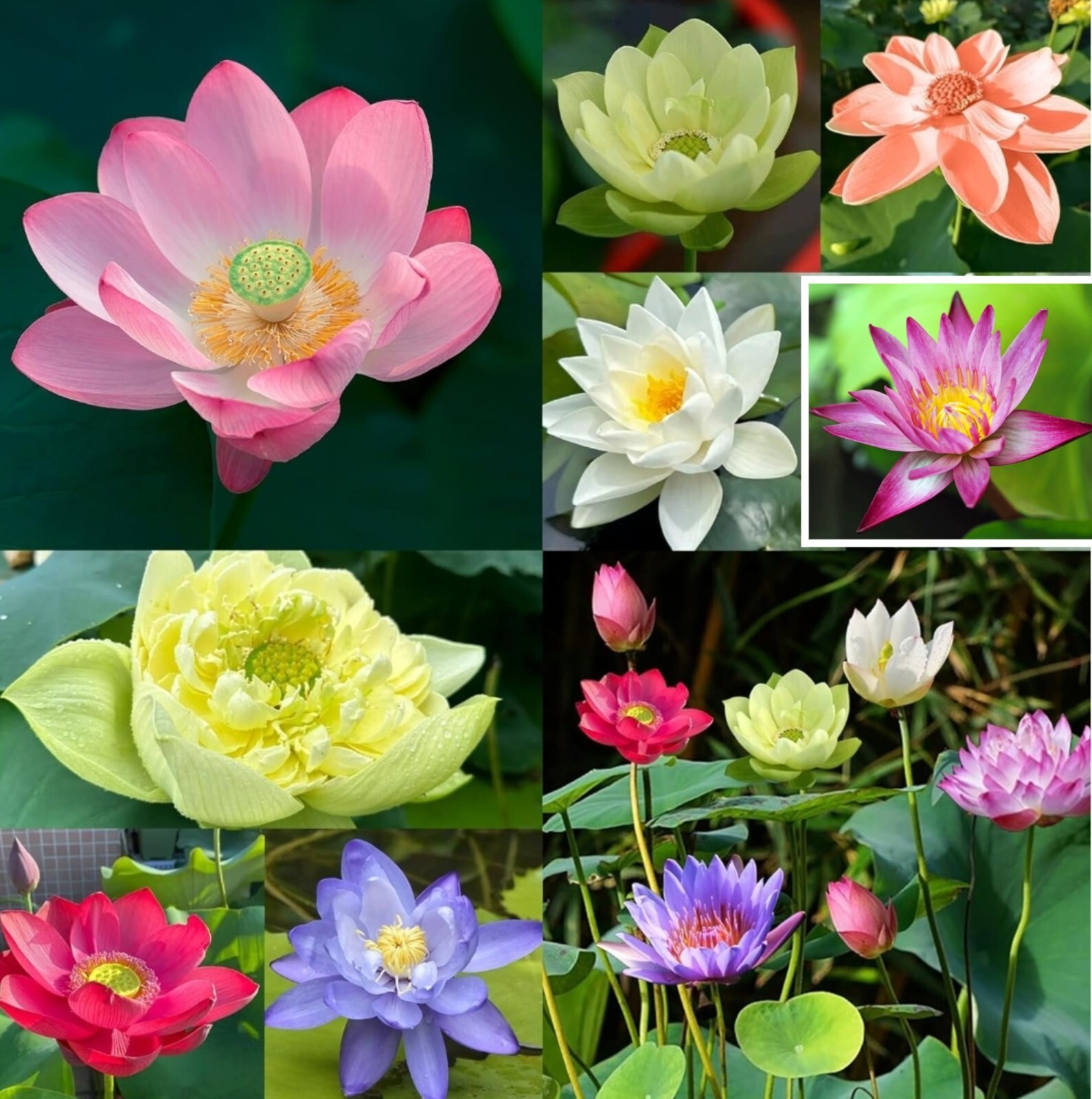 25 Sacred Lotus Flower Seeds Nelumbo Nucifera Edible Aquatic Water Lily