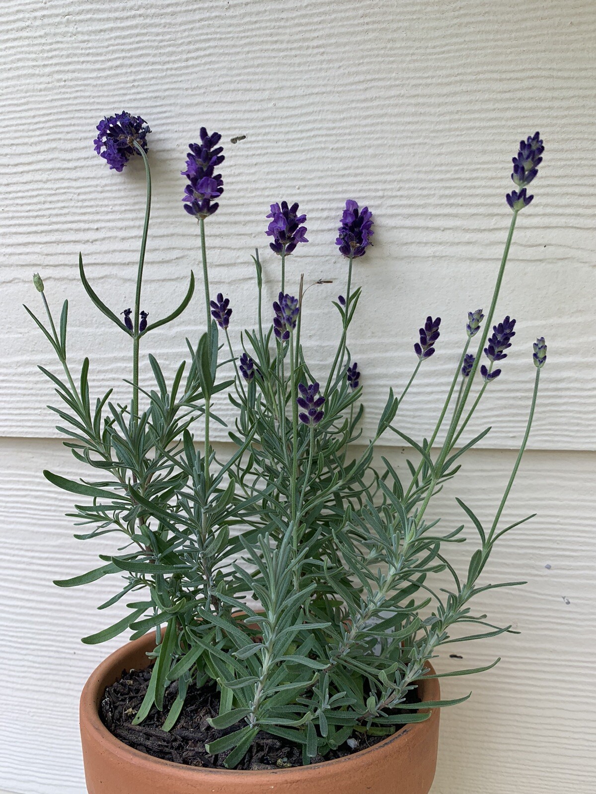 Herbal Tea Garden 🪴 Organic Peppermint Chamomile Lavender Lemon Balm Seeds