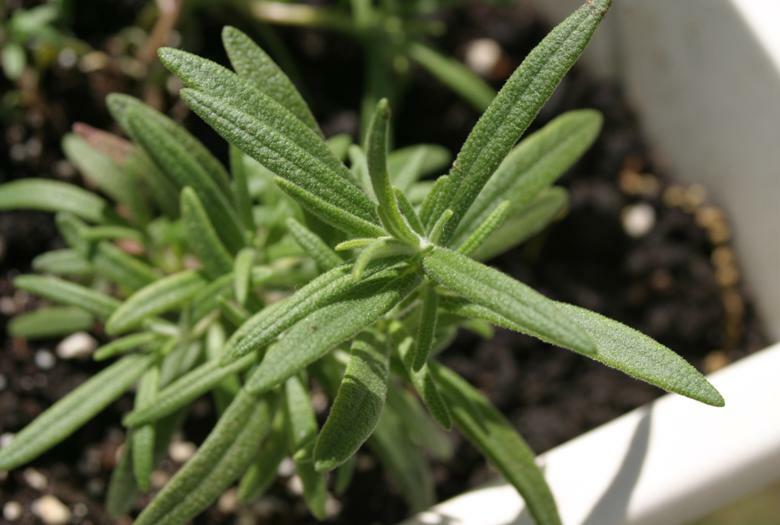 Rosemary Herb 50 Seeds Heirloom NON-GMO-Fresh Seeds-WONDERFUL AROMA