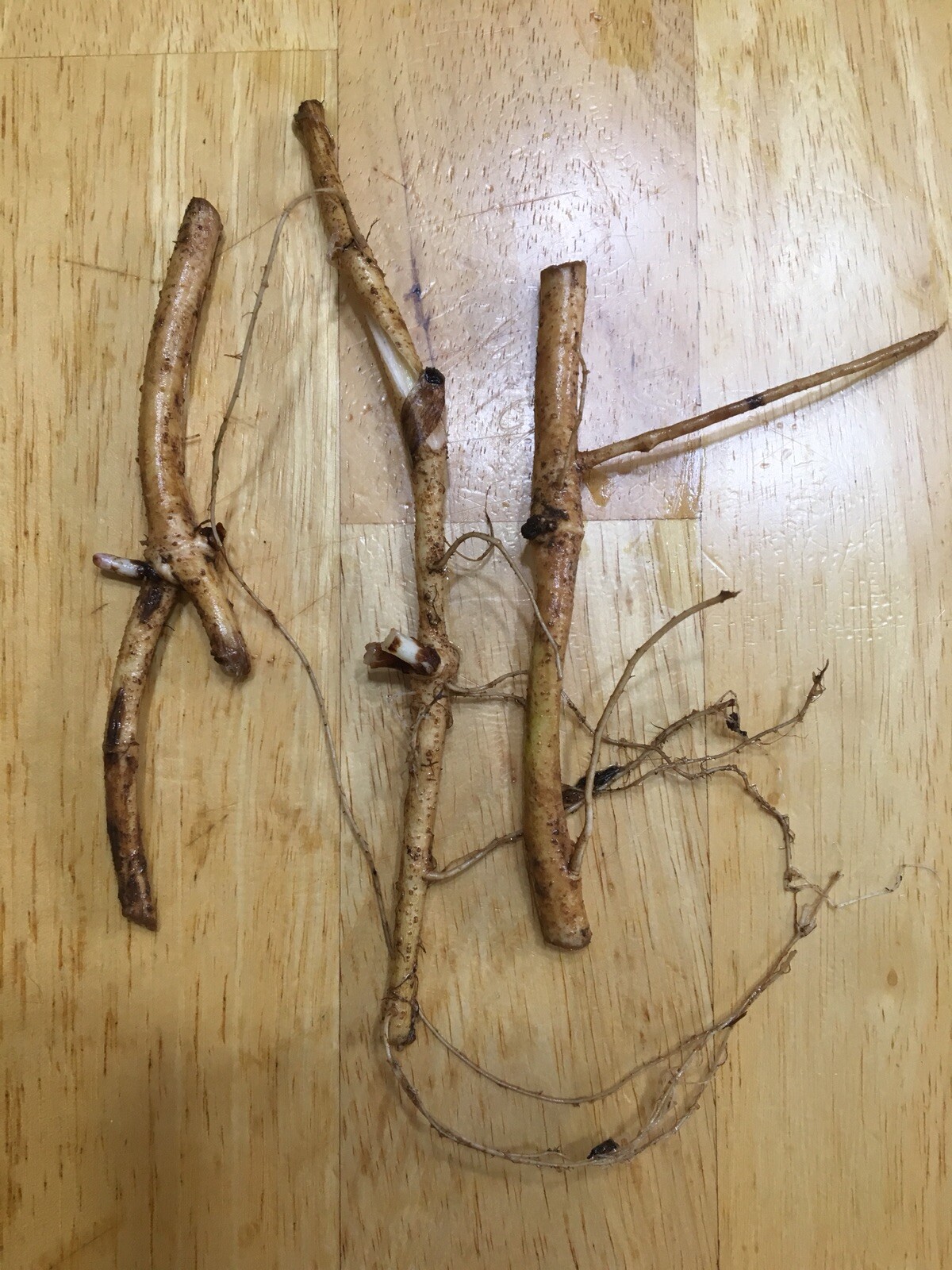 Start This Year’s Crop Today. 4 Organic Zeus Hop Rhizomes, $25.00