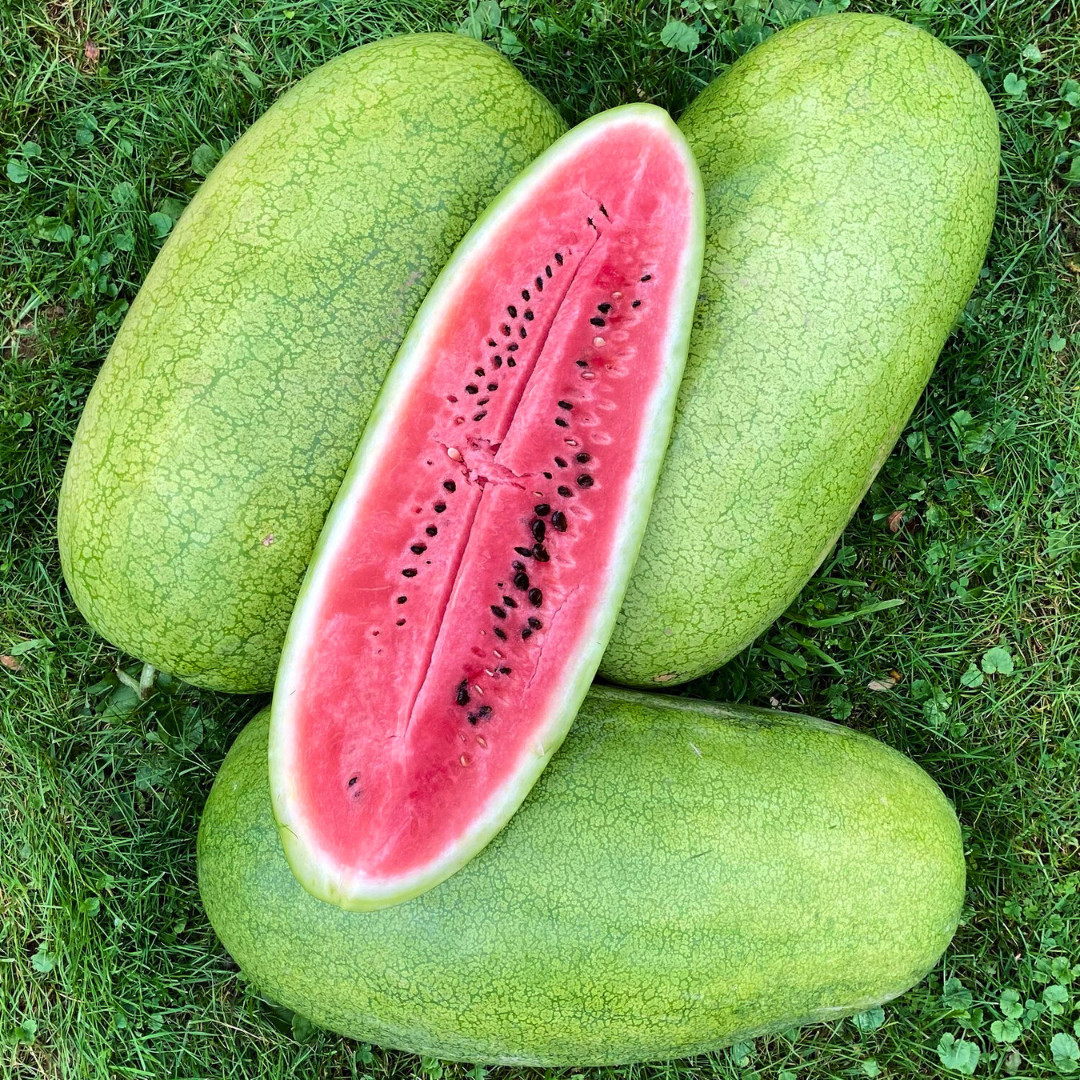 Fresh Charleston Grey Watermelon Seeds | Heirloom Non-GMO | Fresh Fruit Seeds