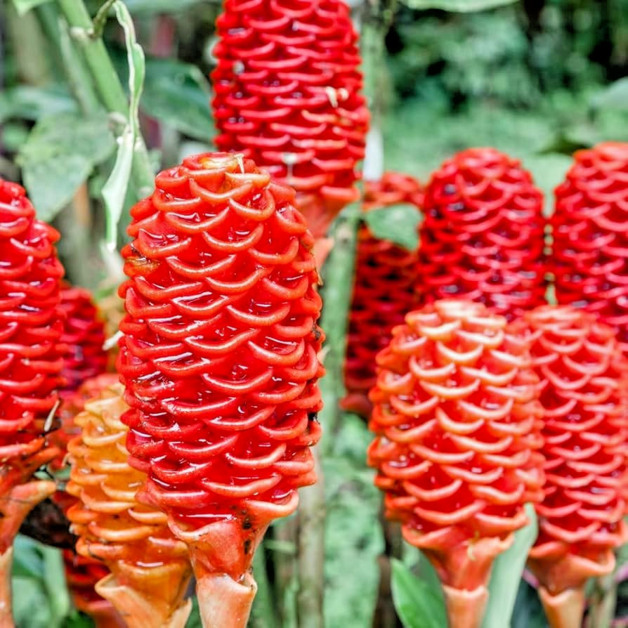🌺 4 Shampoo Ginger Rhizomes – Zingiber Zerumbet | Pine Cone Ginger | Tropical