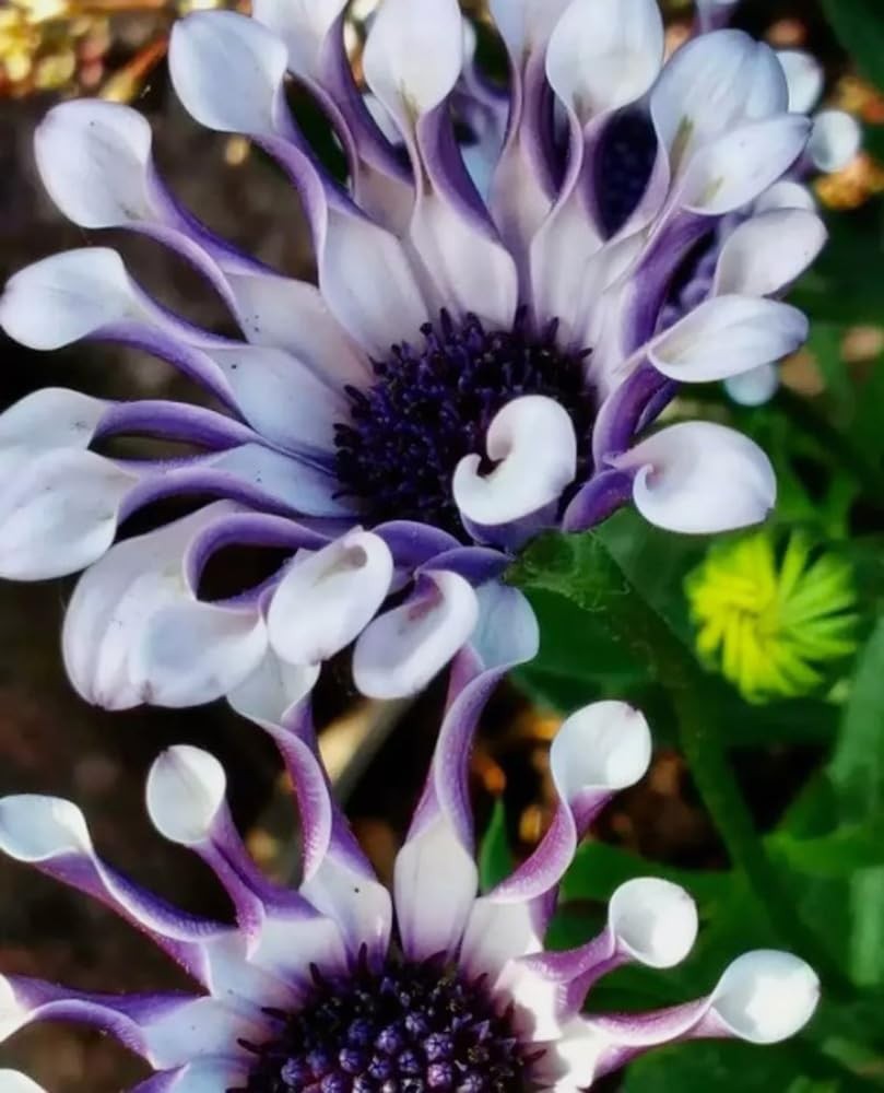 100PCS Mix Osteospermum Seeds Spider Daisy Flower Seeds