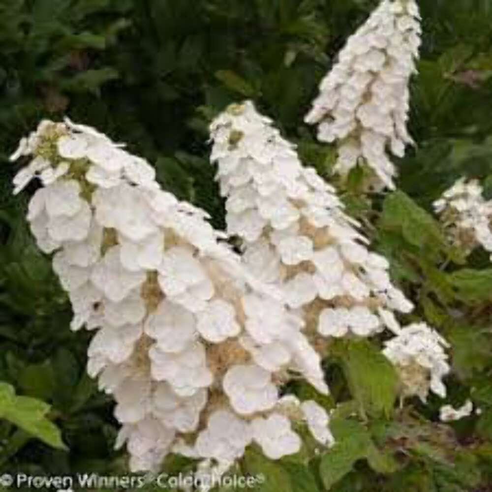 Oakleaf Hydrangea Seeds – 100 Count, Native Shrub, White Blooms, Zones 5-9