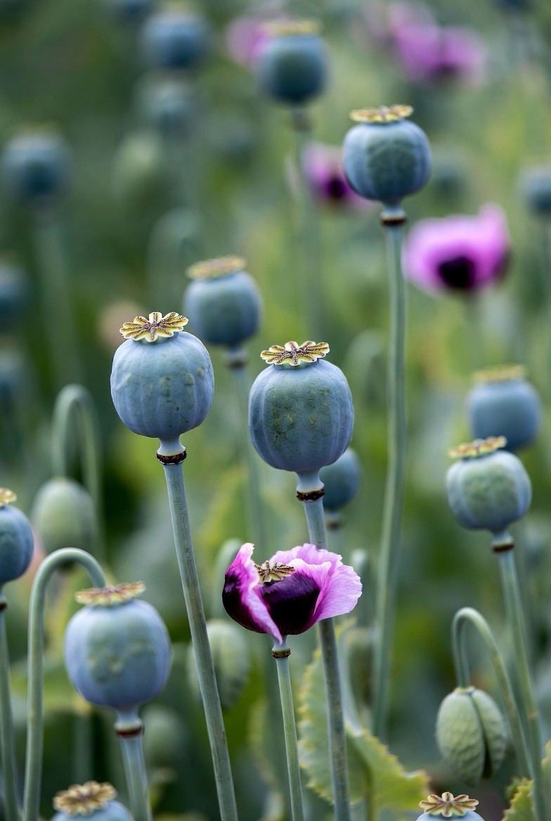 Poppy Blend – Mixed Colors Assorted – Papaver Somniferum – Variety Pack
