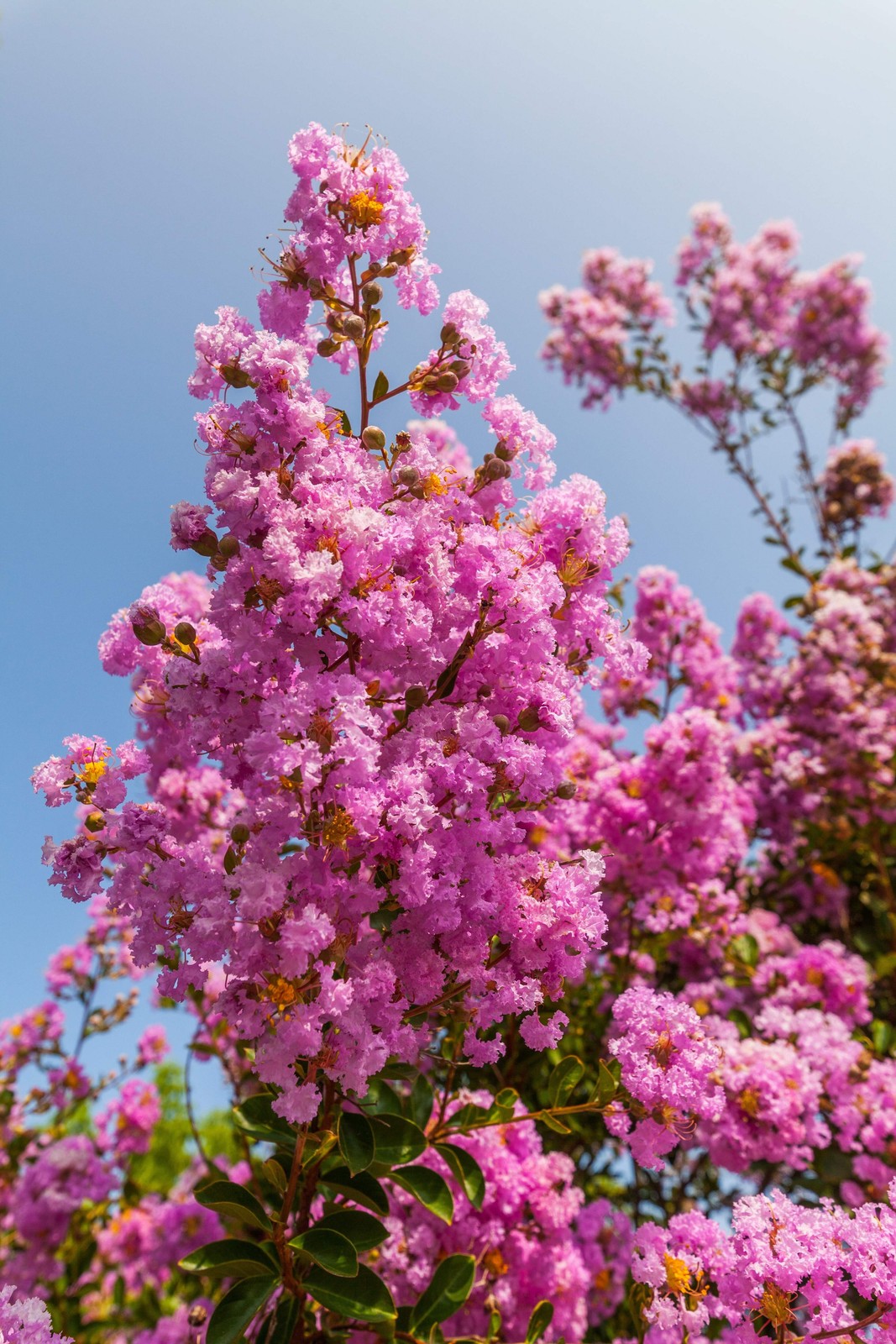 1000 Bulk CREPE MYRTLE Mixed Colors Lagerstroemia Indica Tree Shrub Flower Seeds