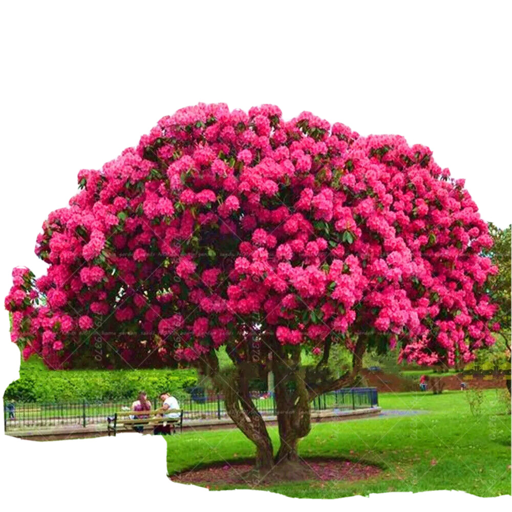 20 SEEDS for RED Pink CHERRY TREE rare blossom flower exotic USA Seller