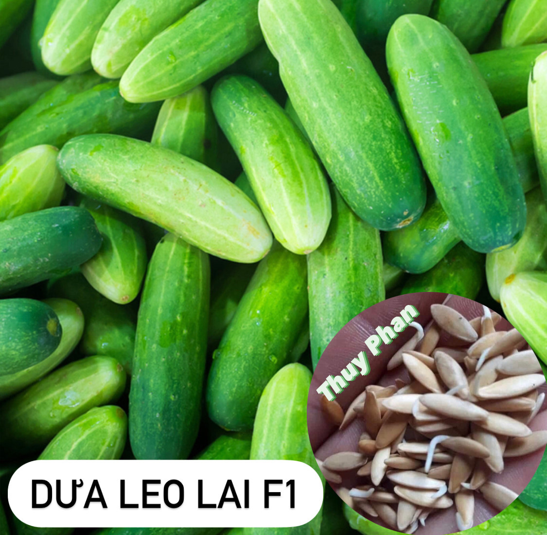 (20 PCS) VIETNAMESE F1 HYBRID CUCUMBER SEEDS, DƯA LEO LAI F1 | 98% GERMINATION |