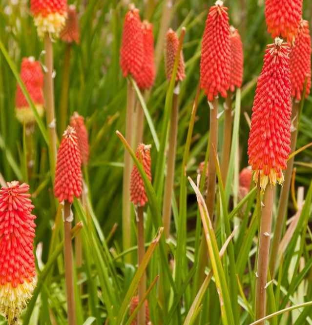 RED HOT POKER SEEDS 50+ FLAMENCO Kniphofia Uvaria PERENNIAL flower GARDEN