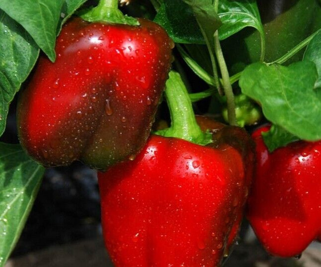 25 Newly Harvested Sweet Big Red Premium Pepper Seeds-B 06