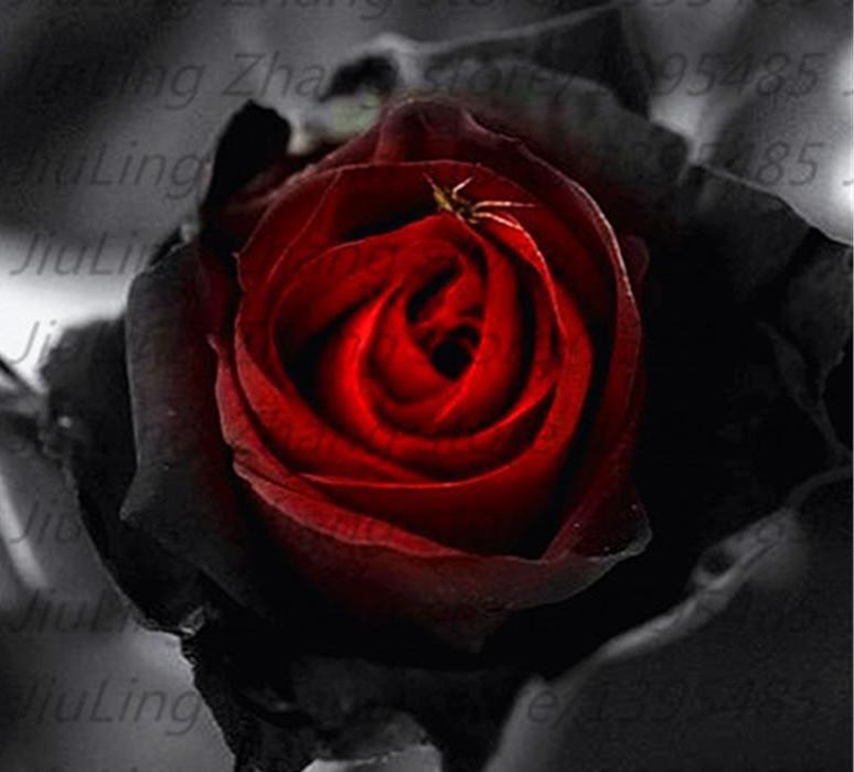 20 EXOTIC RARE BLACK ROSE SEEDS home garden flower plant bush diy sun Rosas tea