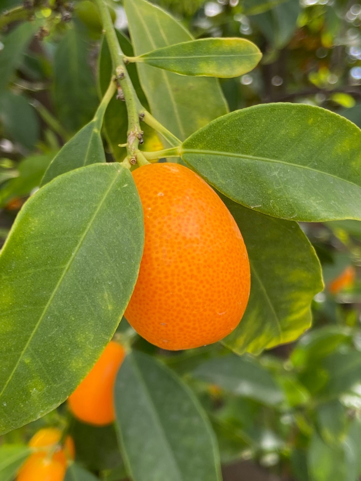 Kumquat Nagami Fruit Tree, 15 Seeds