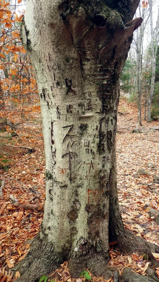 100 American Beech Tree Seeds (Fagus grandifolia) Hardy Zones 3-9 Fresh Nov. 25