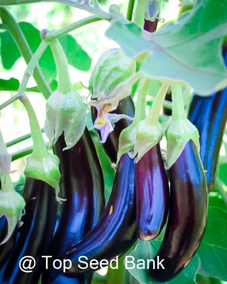 10+ Little fingers eggplant seeds, petite purple cluster fruits + Free GIFT