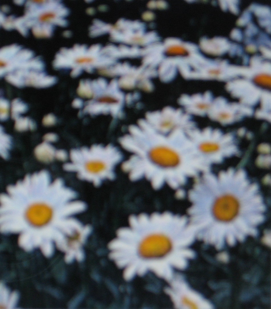 SHASTA DAISY * ALASKA * BELOVED FLOWER * ATTRACTS BUTTERFLIES *