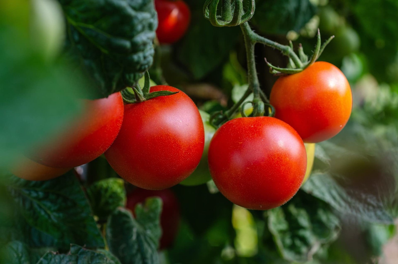 Set of 20 of Our Favorite Premium Variety Current Year Vegetable Seeds – Great